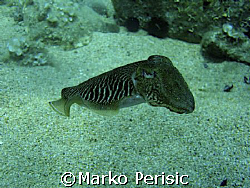 Common Cuttlefish (Sepia officinalis) Calvi Corsica. by Marko Perisic 